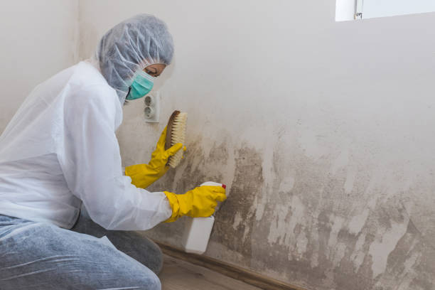 Best Mold Remediation Experts  in New Paris, OH